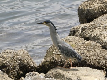 ササゴイ 東京港野鳥公園 2024年4月20日(土)