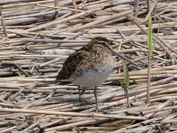 タシギ 東京港野鳥公園 2024年4月20日(土)