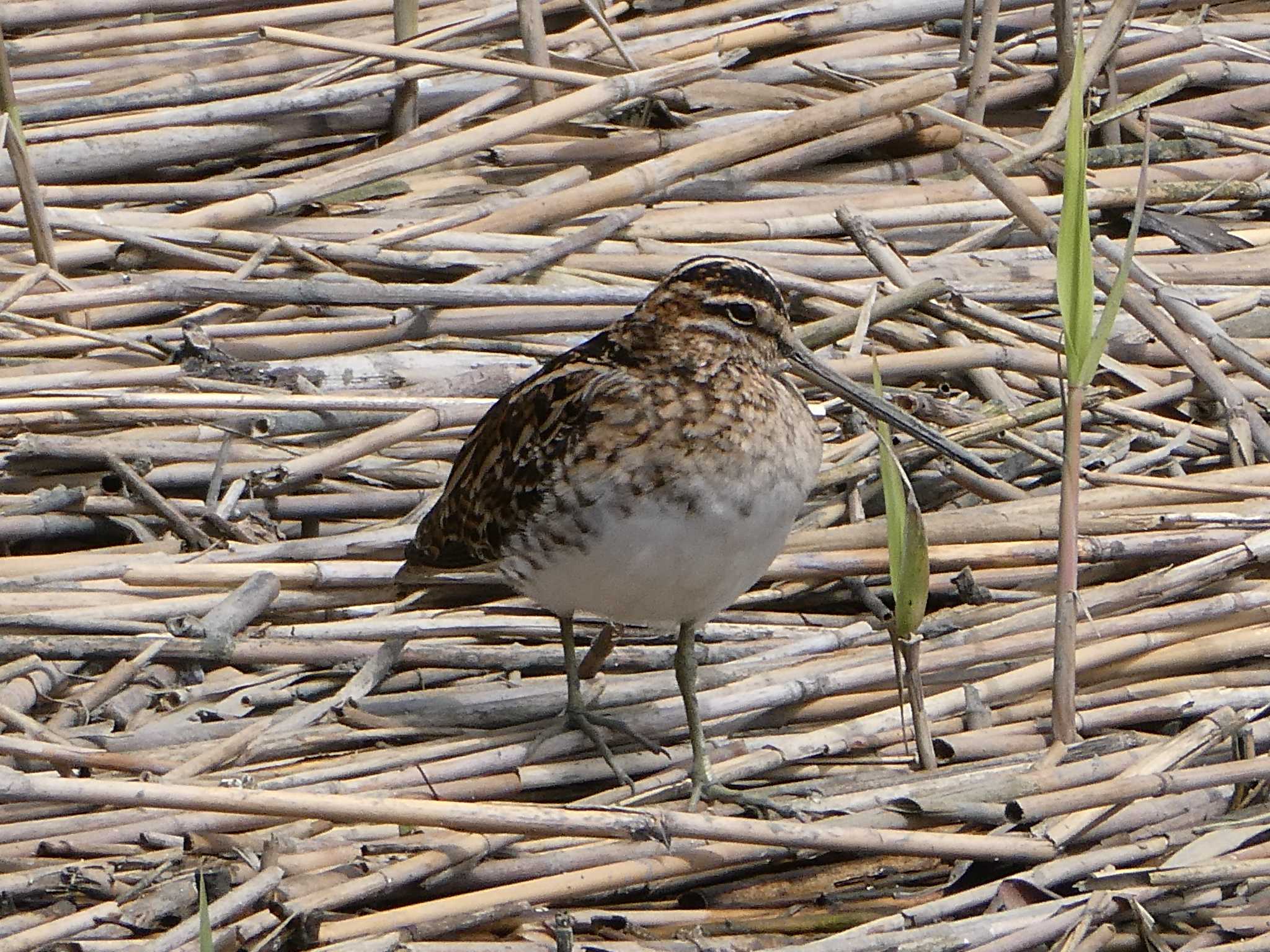 Photo of Common Snipe at Tokyo Port Wild Bird Park by ネジ