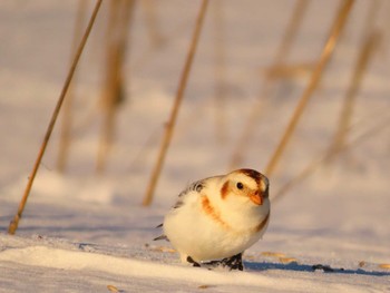 Snow Bunting 鵡川河口 Sun, 1/28/2024