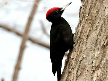 Black Woodpecker Nishioka Park Sat, 4/20/2024