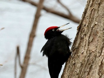 Black Woodpecker Nishioka Park Sat, 4/20/2024