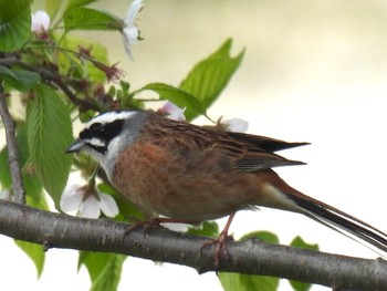 Meadow Bunting 長浜市 Sat, 4/20/2024