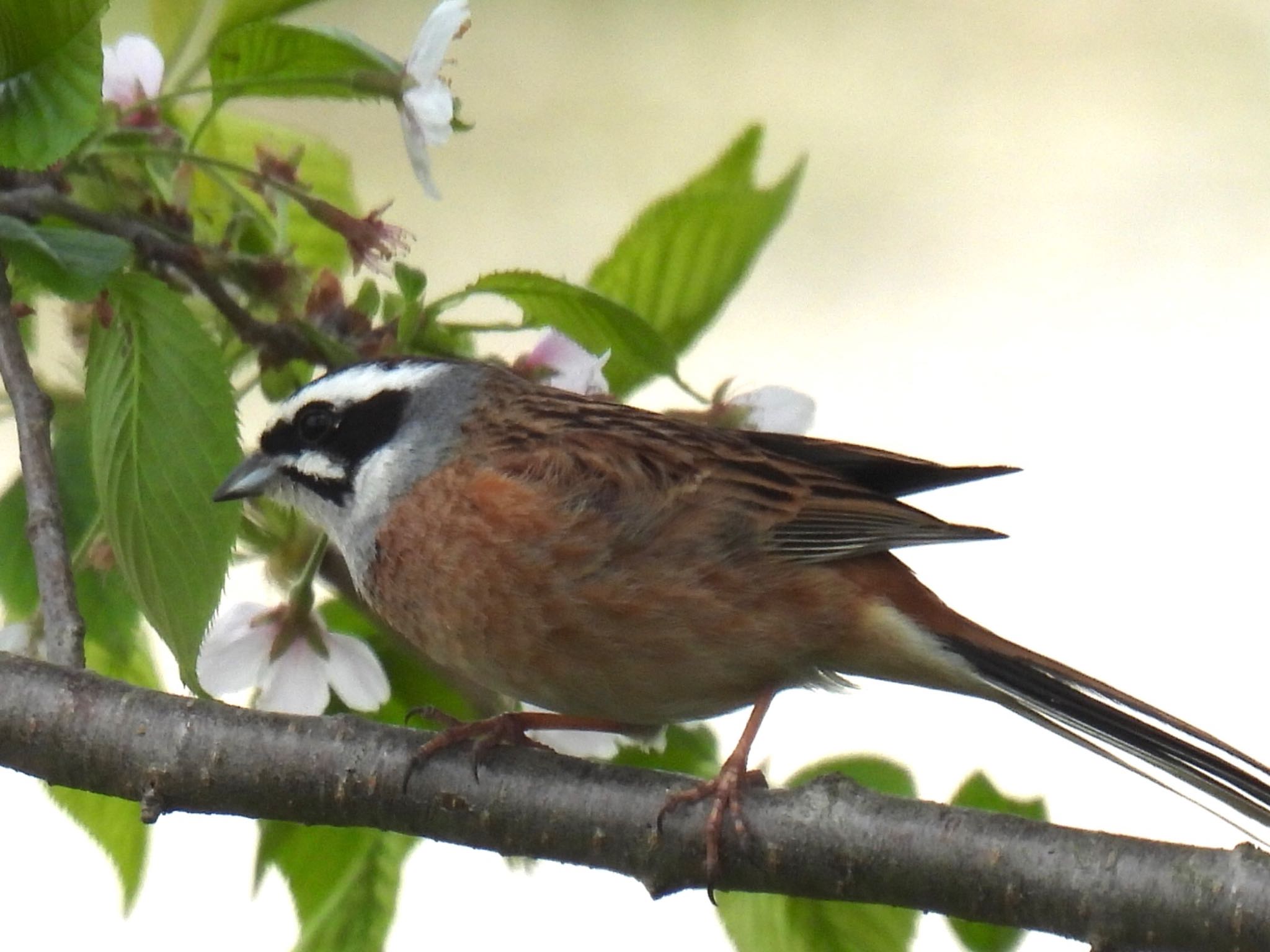 Photo of Meadow Bunting at 長浜市 by じゃすみん 岐阜ラブ❤︎