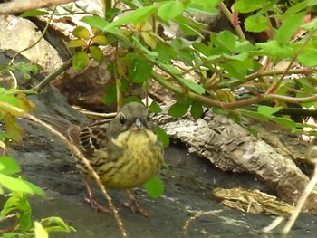 Masked Bunting 長浜市 Sat, 4/20/2024