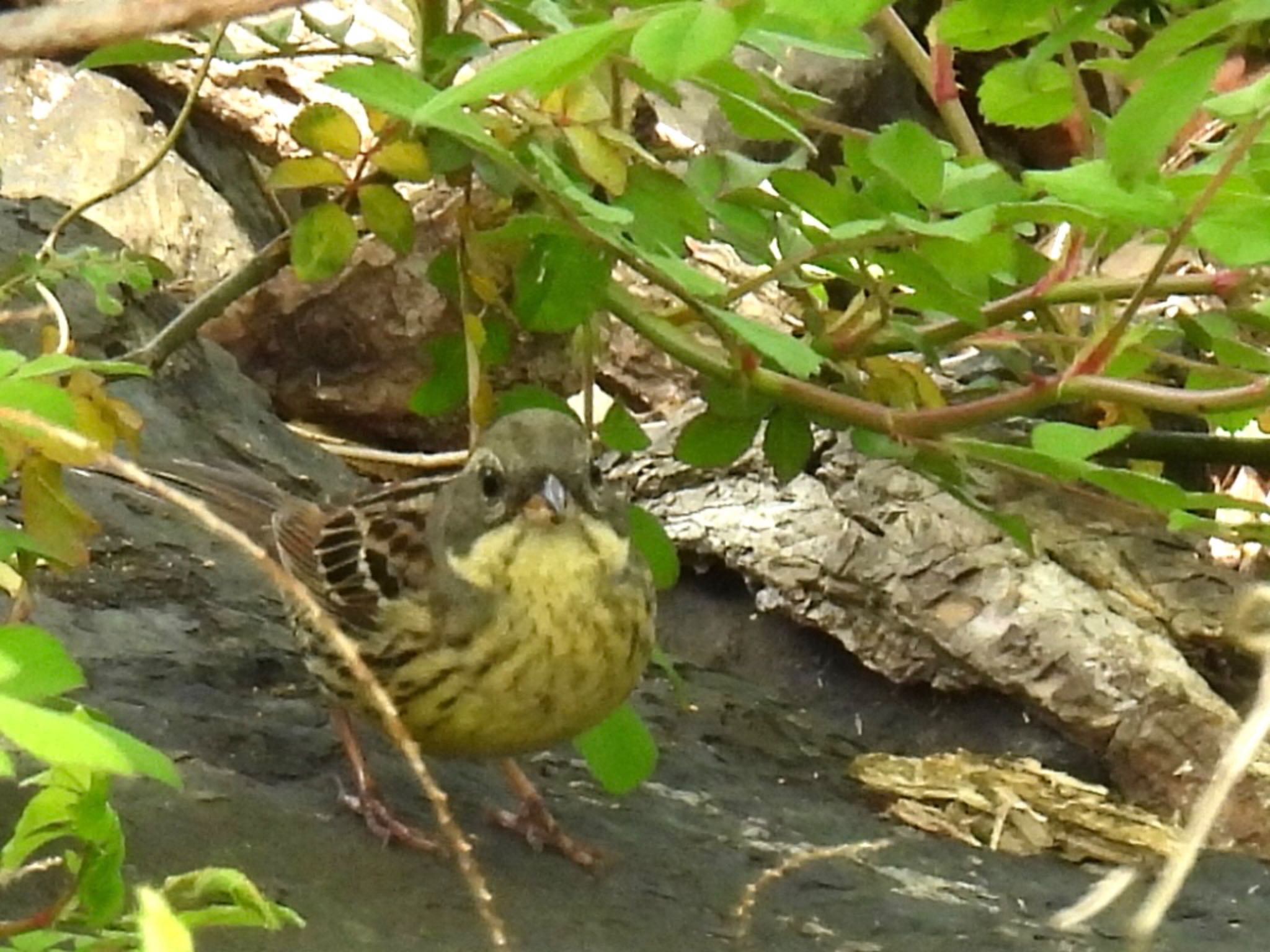 Photo of Masked Bunting at 長浜市 by じゃすみん 岐阜ラブ❤︎