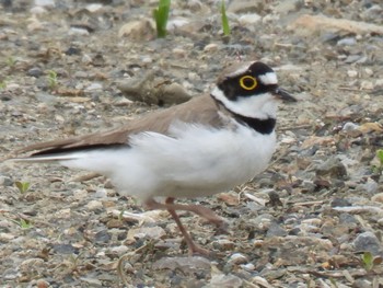 Little Ringed Plover 長浜市 Sat, 4/20/2024