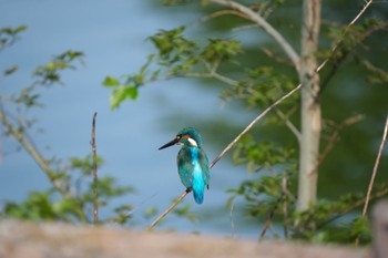 Common Kingfisher 門池公園(沼津市) Sat, 4/20/2024