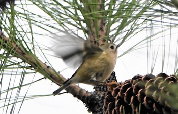 キクイタダキ 東山植物園 2018年12月26日(水)