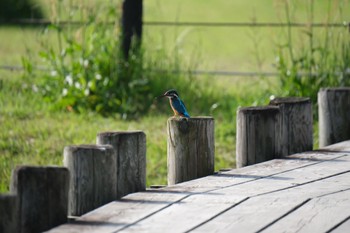 カワセミ 門池公園(沼津市) 2024年4月20日(土)