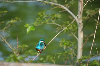 カワセミ 門池公園(沼津市) 2024年4月20日(土)