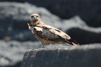 Black Kite 野島崎灯台 Sun, 4/14/2024