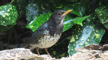 Japanese Thrush 庄内緑地公園 Sat, 4/20/2024