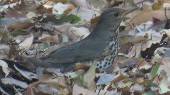 Japanese Thrush 庄内緑地公園 Sat, 4/20/2024