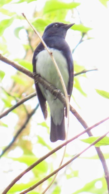 Blue-and-white Flycatcher 庄内緑地公園 Sat, 4/20/2024