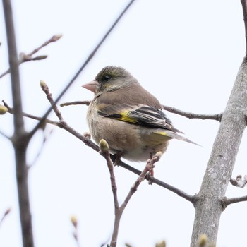 Grey-capped Greenfinch Nishioka Park Sat, 4/20/2024