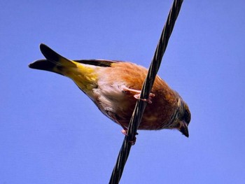 Grey-capped Greenfinch 八王子城跡 Sat, 4/20/2024