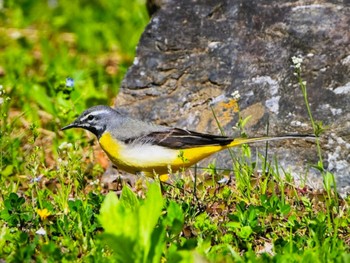 Grey Wagtail 八王子城跡 Sat, 4/20/2024