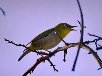 Warbling White-eye 八王子城跡 Sat, 4/20/2024