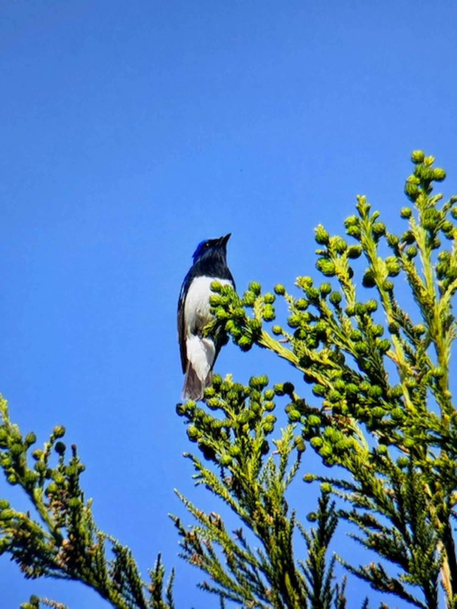 Photo of Blue-and-white Flycatcher at 八王子城跡 by ゆるゆるとりみんgoo