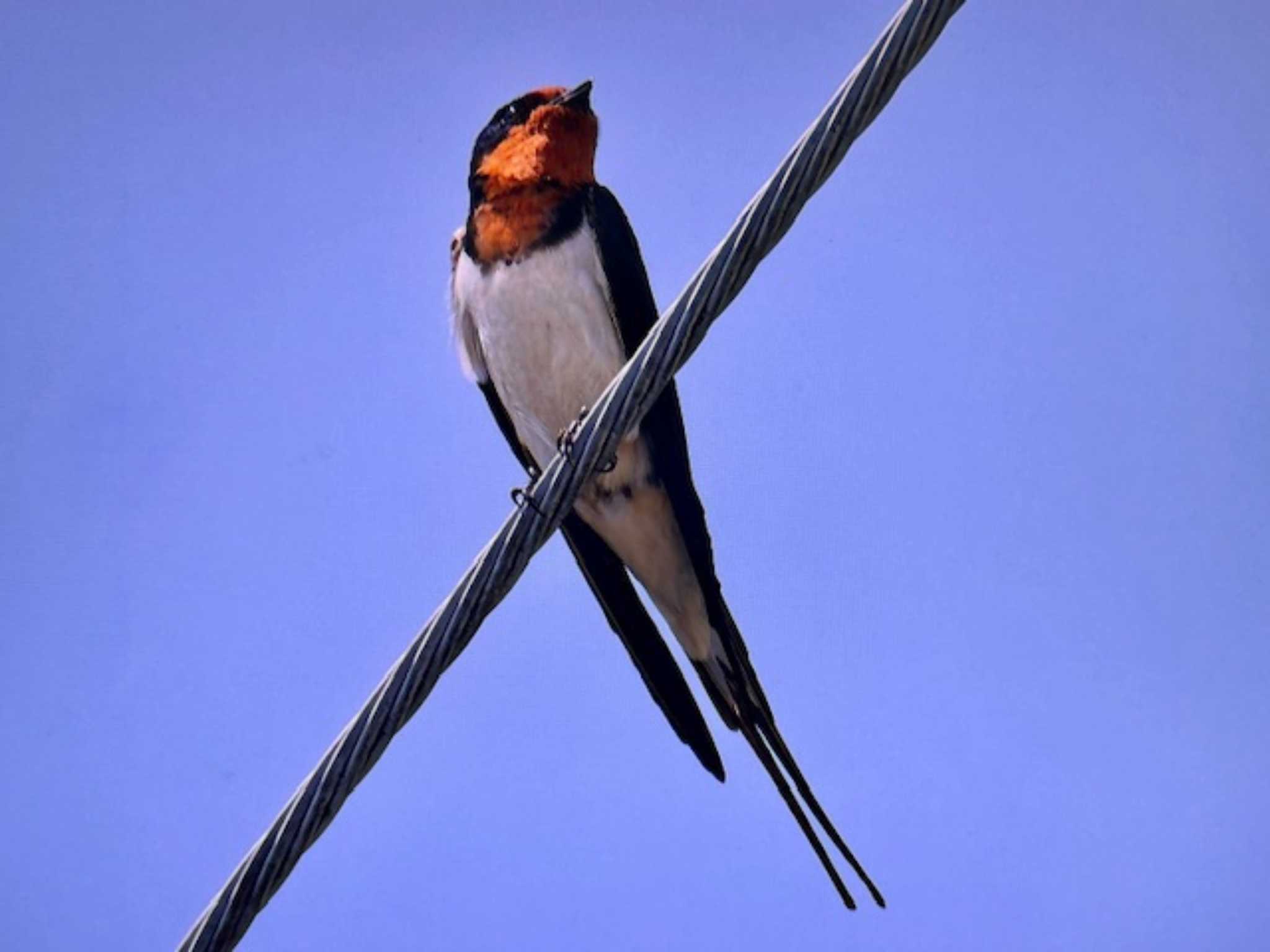 Barn Swallow