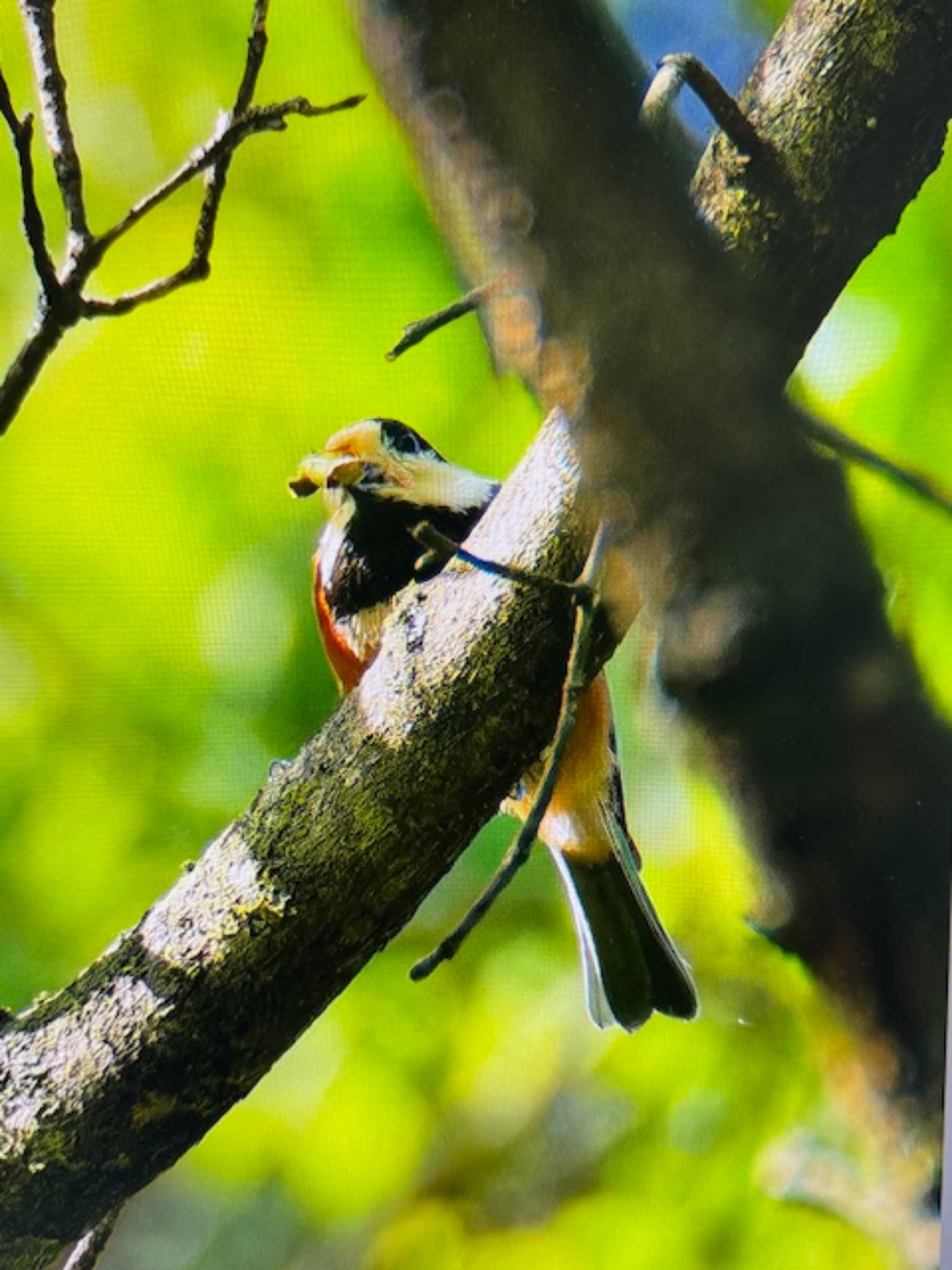 Varied Tit