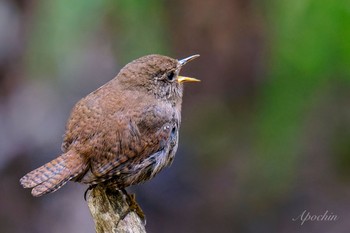 Eurasian Wren 日向渓谷 Sun, 4/14/2024