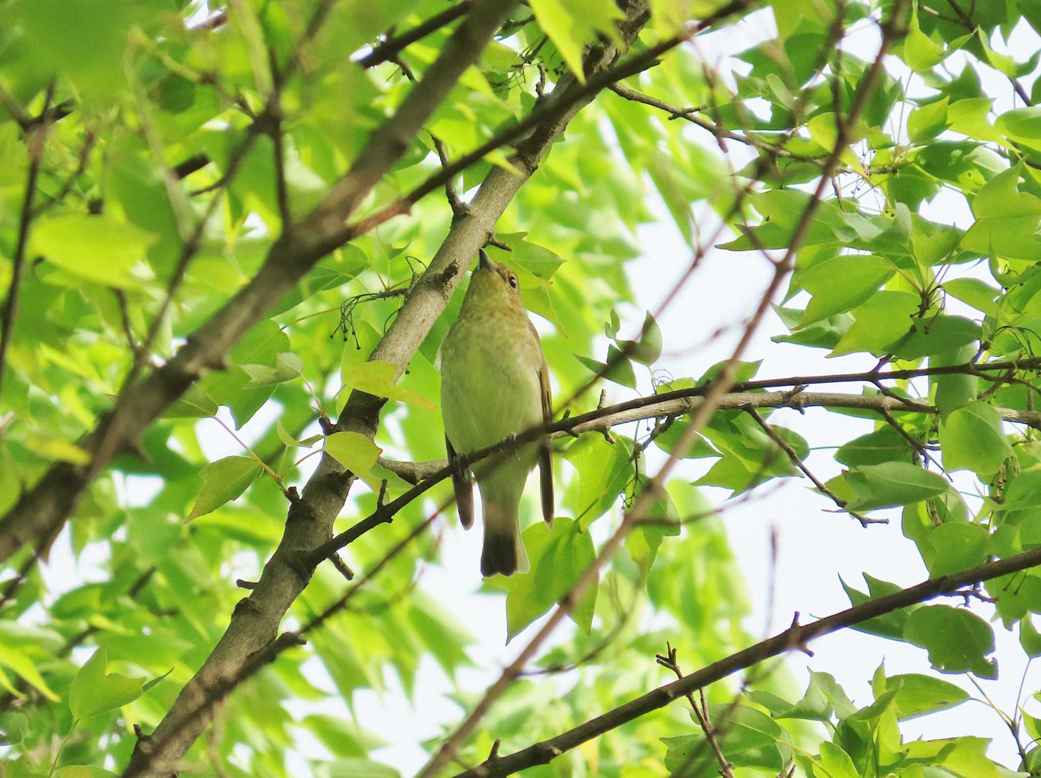 Photo of Blue-and-white Flycatcher at Osaka castle park by Toshihiro Yamaguchi