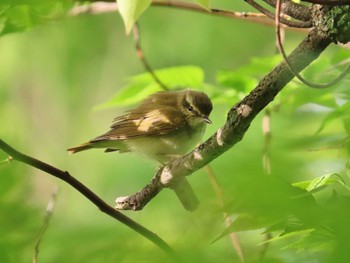 Sat, 4/20/2024 Birding report at Osaka castle park