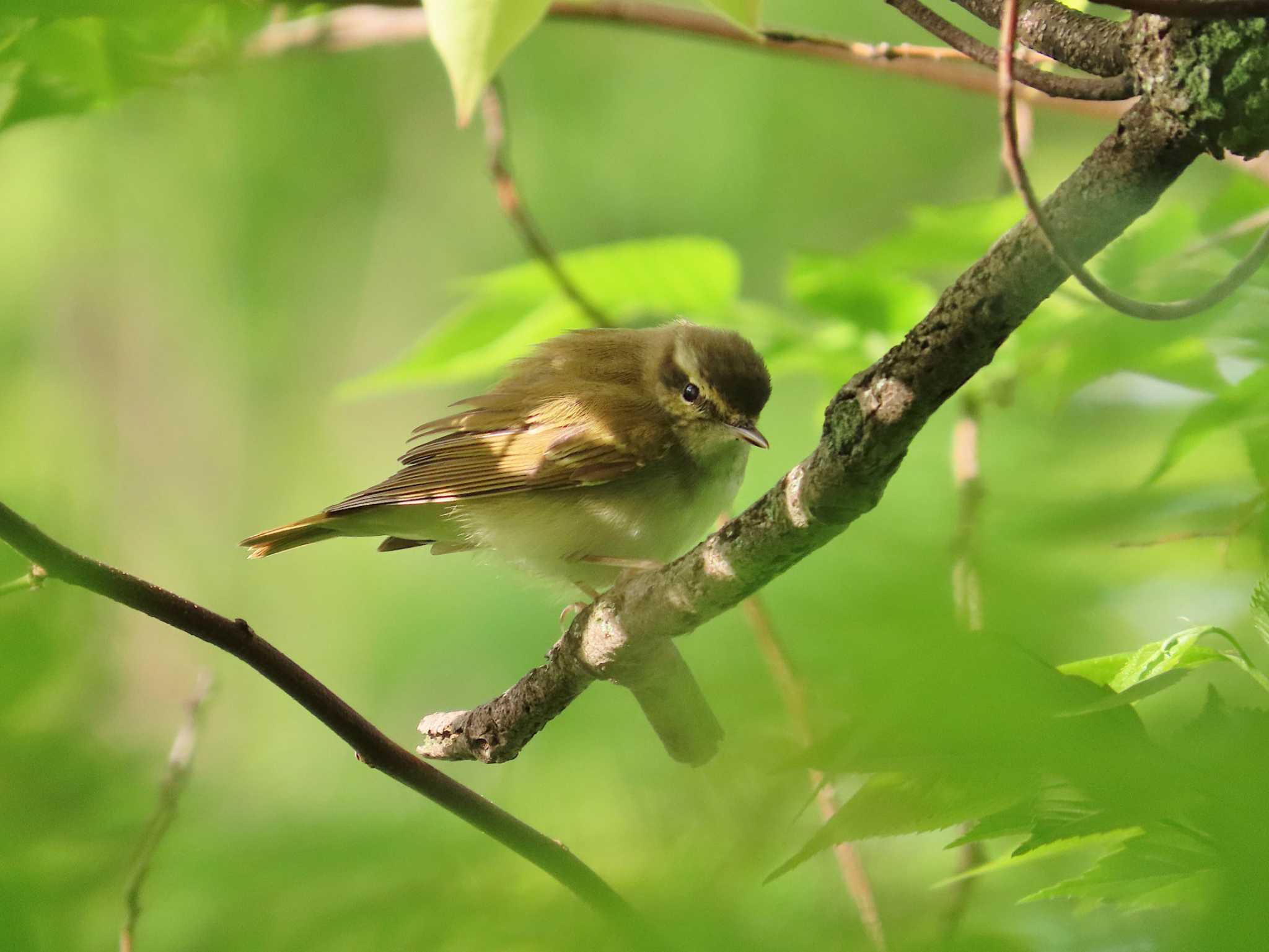 Photo of Sakhalin Leaf Warbler at Osaka castle park by Toshihiro Yamaguchi