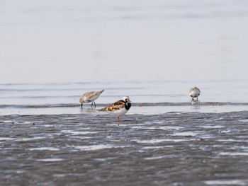 キョウジョシギ ふなばし三番瀬海浜公園 2024年4月20日(土)