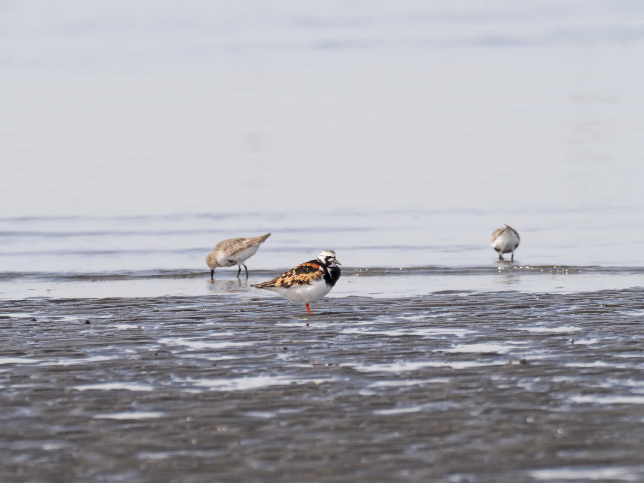 キョウジョシギ