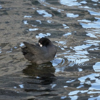 Eurasian Coot Minatomirai Fri, 12/28/2018