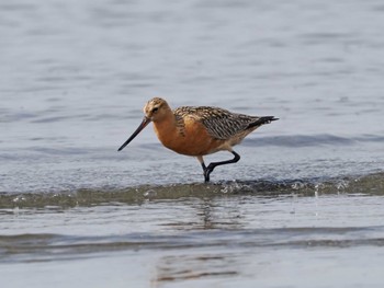 Bar-tailed Godwit Sambanze Tideland Sat, 4/20/2024