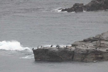 Japanese Cormorant 伊豆半島 Unknown Date