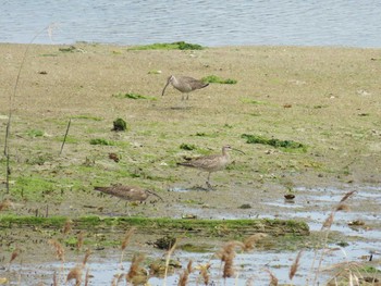 チュウシャクシギ 大阪南港野鳥園 2024年4月20日(土)