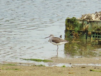 アオアシシギ 大阪南港野鳥園 2024年4月20日(土)