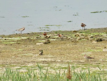 Siberian Sand Plover Osaka Nanko Bird Sanctuary Sat, 4/20/2024