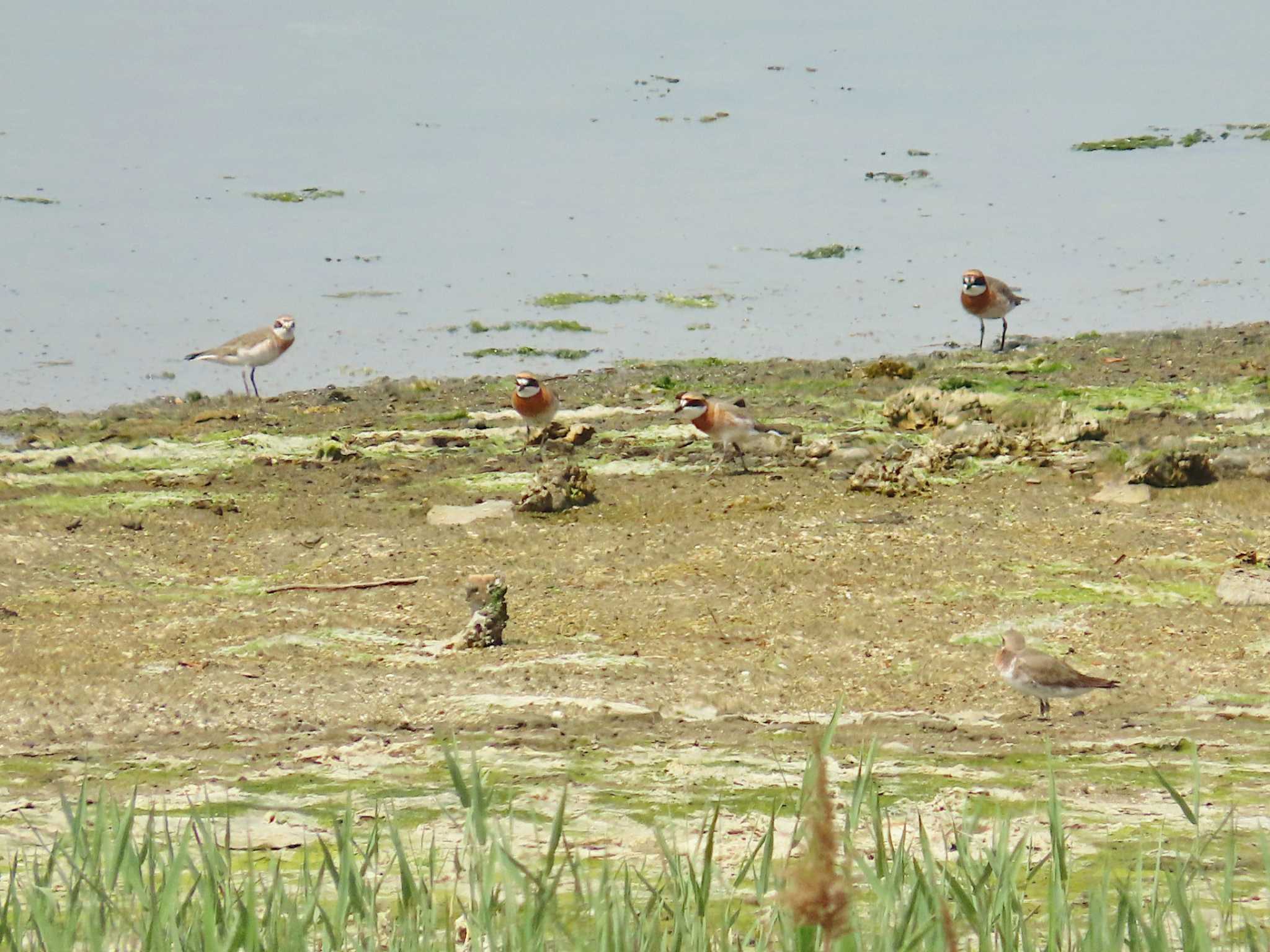 Photo of Siberian Sand Plover at Osaka Nanko Bird Sanctuary by Toshihiro Yamaguchi