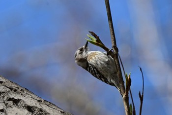 Japanese Pygmy Woodpecker Makomanai Park Sat, 4/20/2024