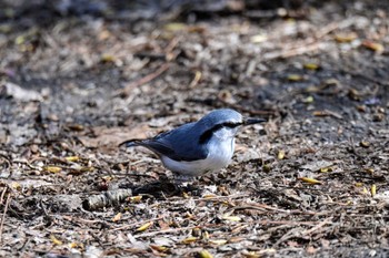 Eurasian Nuthatch Makomanai Park Sat, 4/20/2024