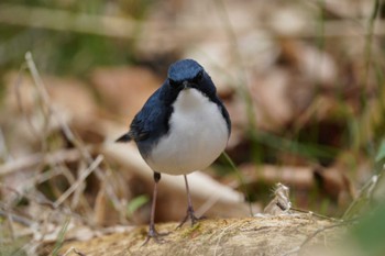 Siberian Blue Robin 八溝山 Thu, 4/18/2024