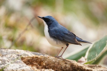 Siberian Blue Robin 八溝山 Thu, 4/18/2024