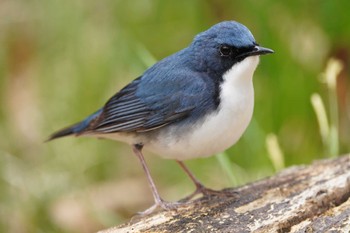 Siberian Blue Robin 八溝山 Thu, 4/18/2024