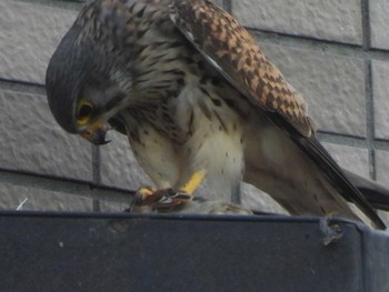 Common Kestrel 多摩川(多摩川大橋付近) Sat, 4/20/2024