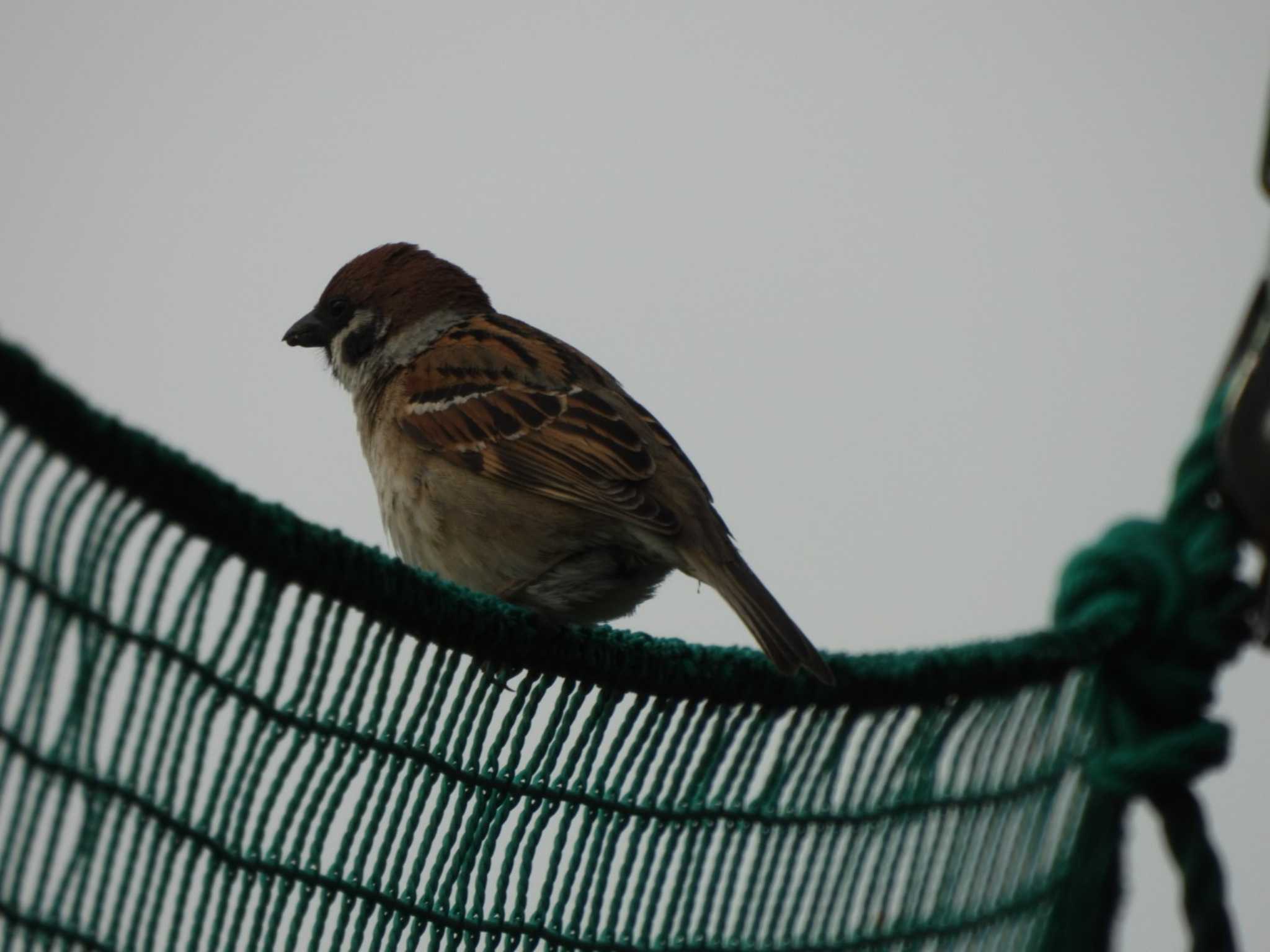 Eurasian Tree Sparrow