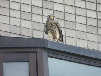 チョウゲンボウ 多摩川(多摩川大橋付近) 2024年4月20日(土)