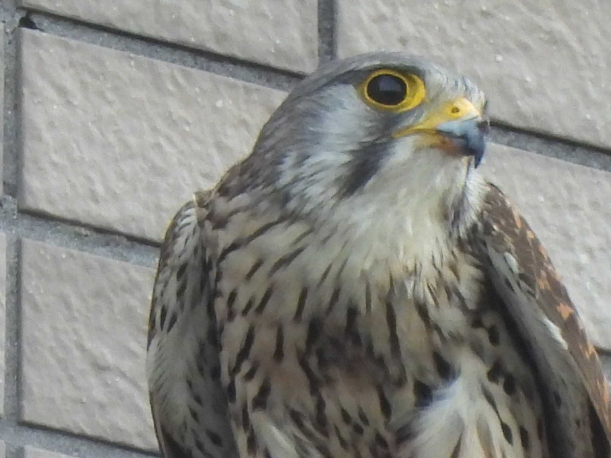 多摩川(多摩川大橋付近) チョウゲンボウの写真 by ミサゴ好き🐦