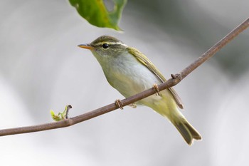 Eastern Crowned Warbler 日向渓谷 Fri, 4/19/2024