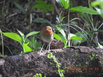 Japanese Robin 岐阜県(吉田出来山公園) Sat, 4/20/2024